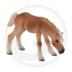 1:16 Puledro HAFLINGER